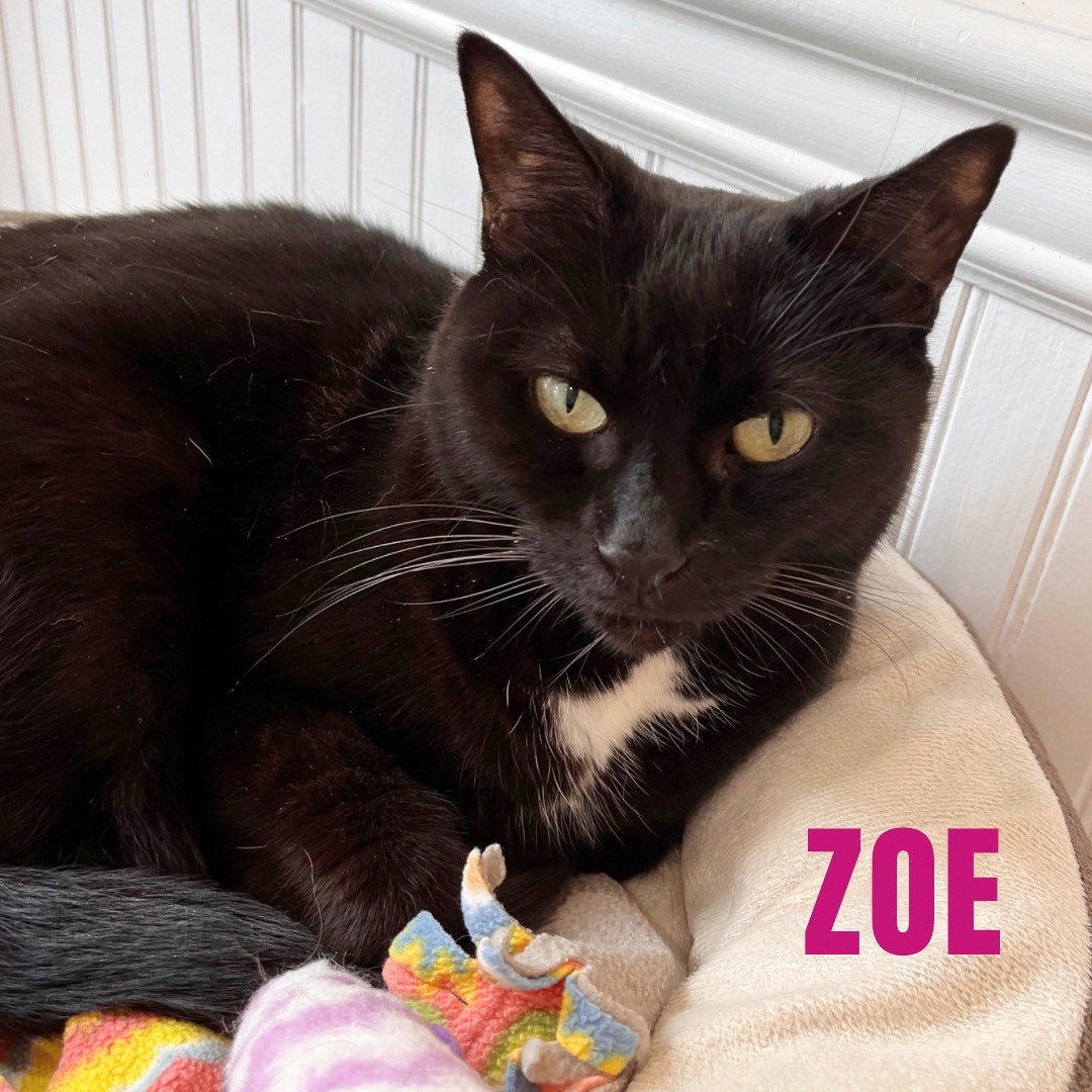 ZOE, an adoptable Domestic Short Hair in Cape May, NJ, 08204 | Photo Image 1