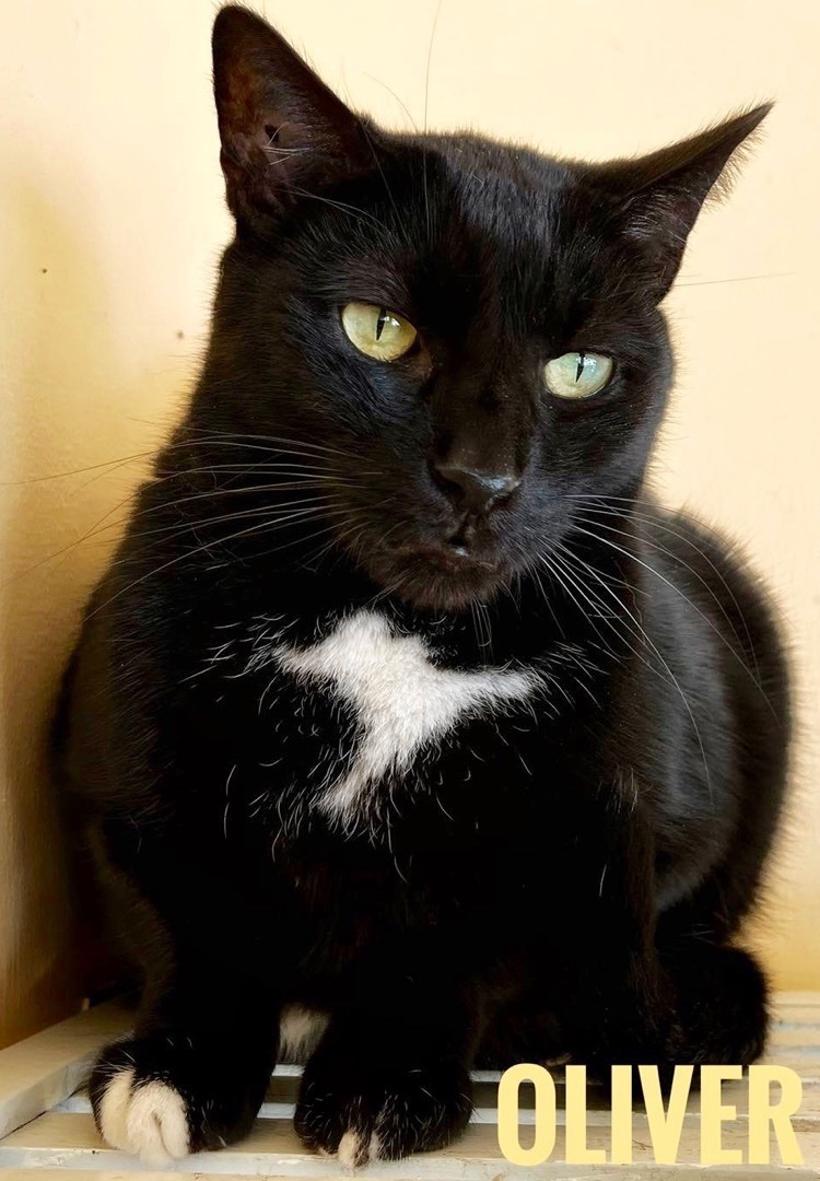 OLIVER, an adoptable Domestic Short Hair in Cape May, NJ, 08204 | Photo Image 2