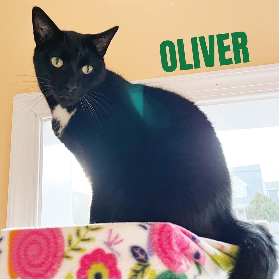 OLIVER, an adoptable Domestic Short Hair in Cape May, NJ, 08204 | Photo Image 1