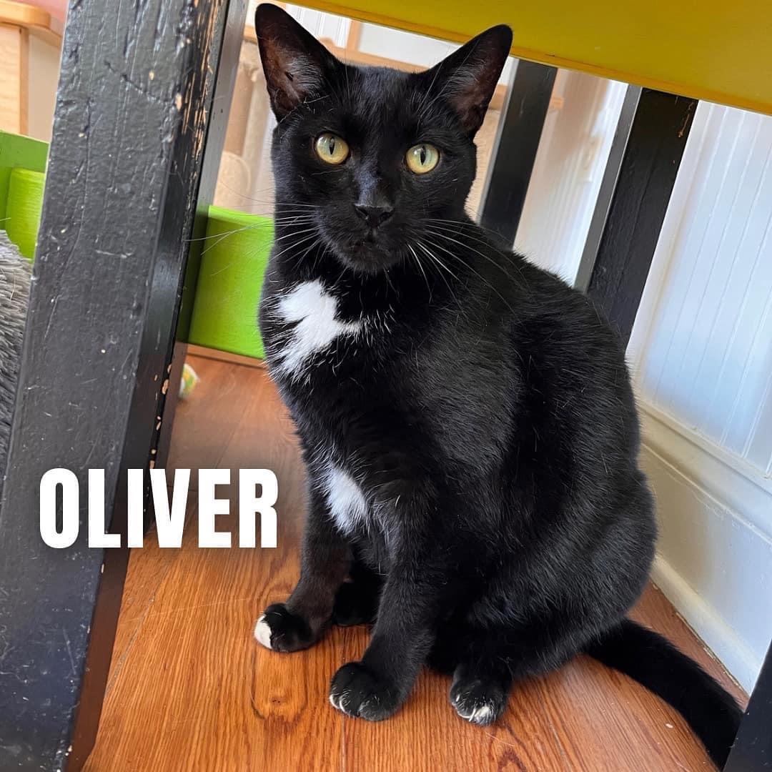 OLIVER, an adoptable Domestic Short Hair in Cape May, NJ, 08204 | Photo Image 3