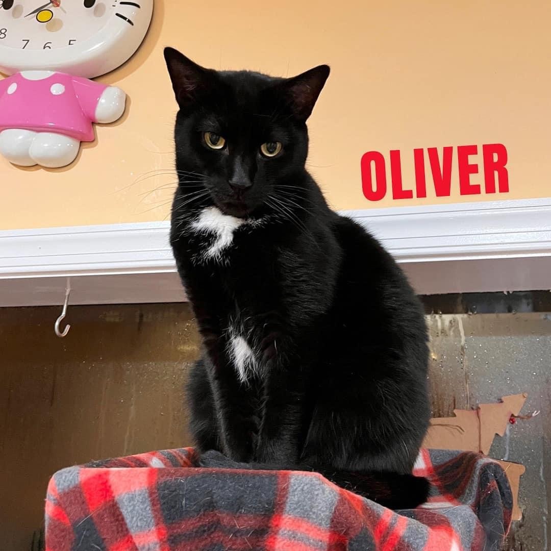 OLIVER, an adoptable Domestic Short Hair in Cape May, NJ, 08204 | Photo Image 4