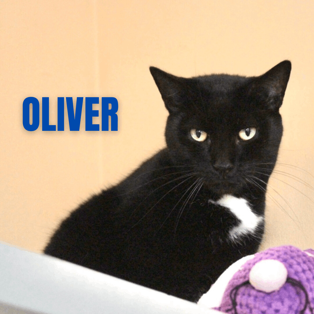 OLIVER, an adoptable Domestic Short Hair in Cape May, NJ, 08204 | Photo Image 5