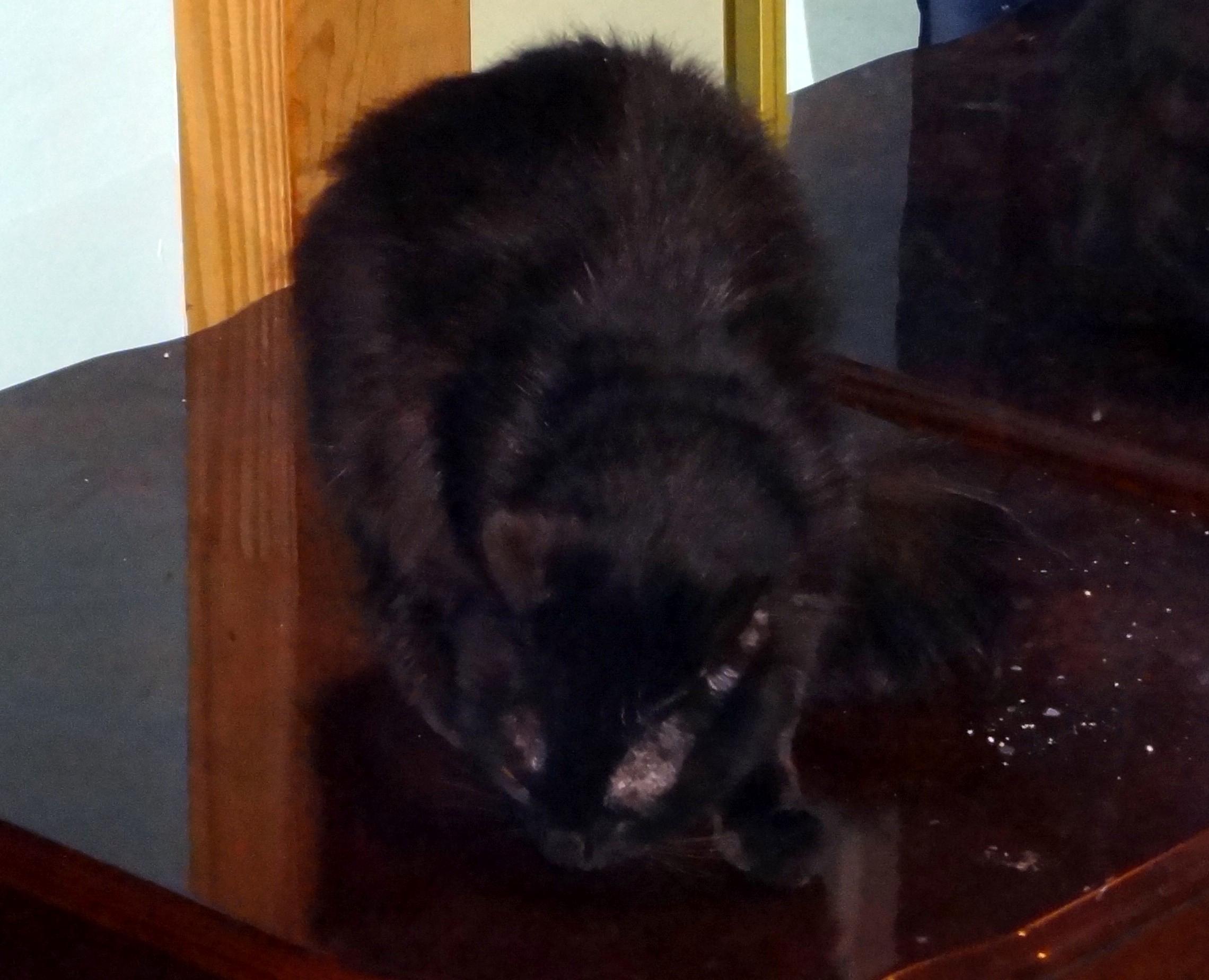 Caesar, an adoptable Domestic Short Hair in Saint Albans, WV, 25177 | Photo Image 2