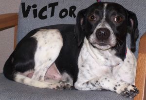 27641 *Adopted* Victor is currently in the PRISON PUP program