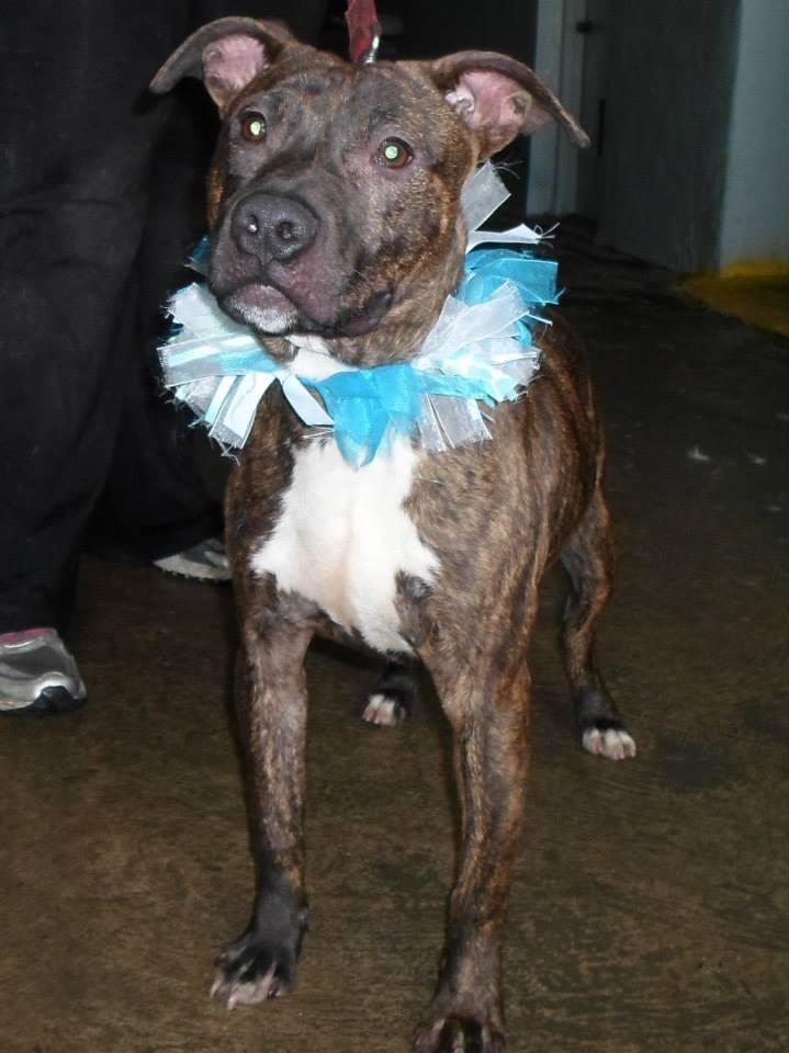 ORSON 120362 3