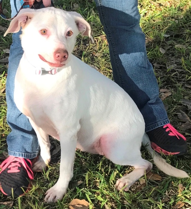 Jess, an adoptable Dogo Argentino, Spaniel in Goliad, TX, 77963 | Photo Image 2