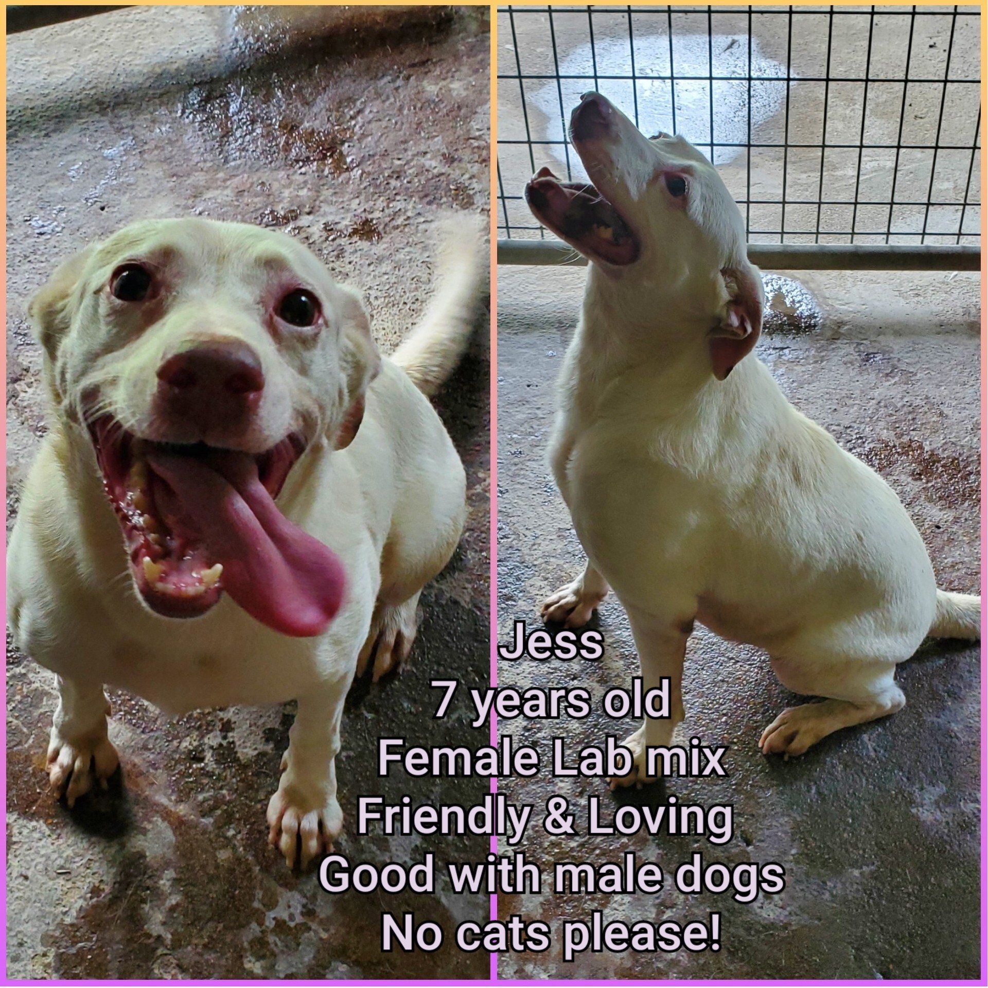 Jess, an adoptable Dogo Argentino, Spaniel in Goliad, TX, 77963 | Photo Image 1