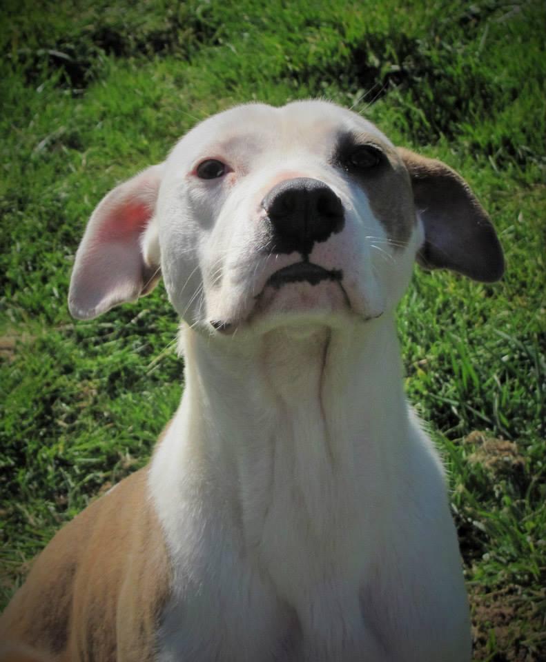 Ferdinand, an adoptable Pit Bull Terrier, Pointer in Winlock, WA, 98596 | Photo Image 1
