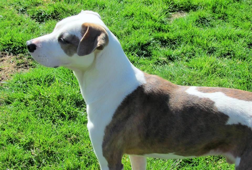 Ferdinand, an adoptable Pit Bull Terrier, Pointer in Winlock, WA, 98596 | Photo Image 2
