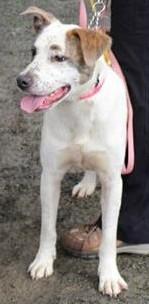 Snoopy, an adoptable Cattle Dog, Pointer in Winlock, WA, 98596 | Photo Image 2