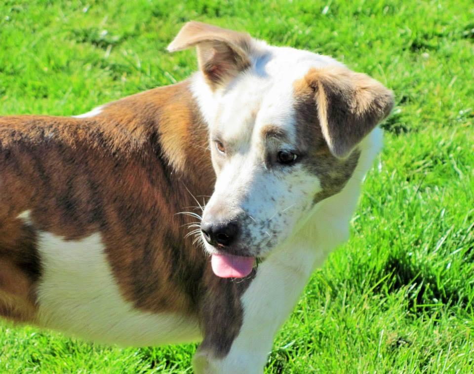 Snoopy, an adoptable Cattle Dog, Pointer in Winlock, WA, 98596 | Photo Image 1