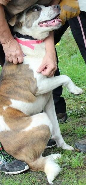 Snoopy, an adoptable Cattle Dog, Pointer in Winlock, WA, 98596 | Photo Image 3