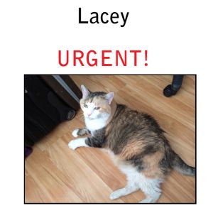 Lacey URGENT