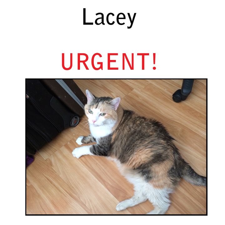 Lacey Urgent detail page