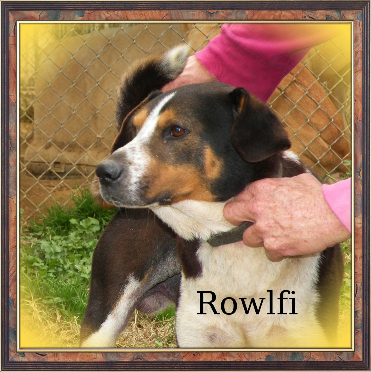 Rowlfi, an adoptable Beagle in Dresden, TN, 38225 | Photo Image 1