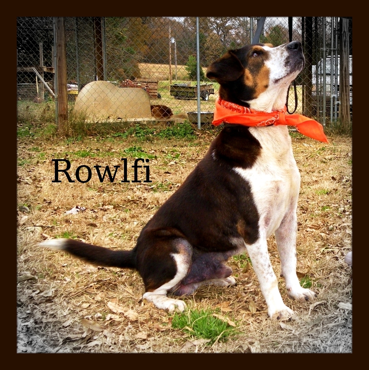 Rowlfi, an adoptable Beagle in Dresden, TN, 38225 | Photo Image 2