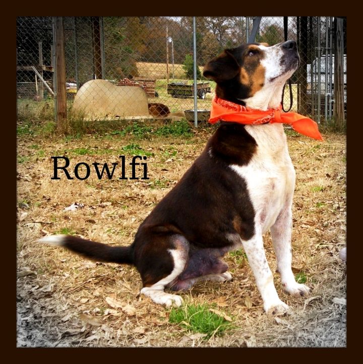 Rowlfi 2