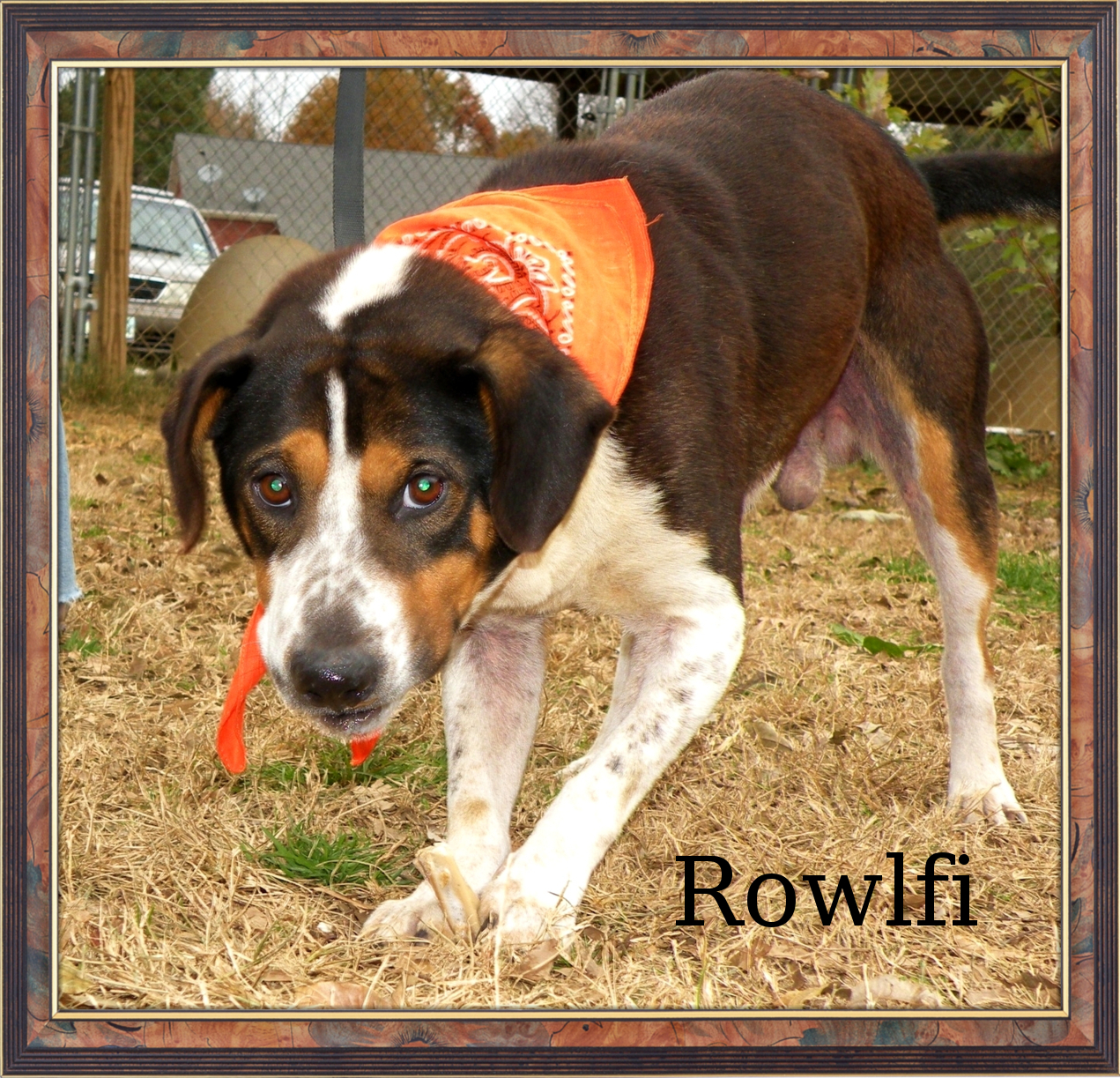 Rowlfi, an adoptable Beagle in Dresden, TN, 38225 | Photo Image 3