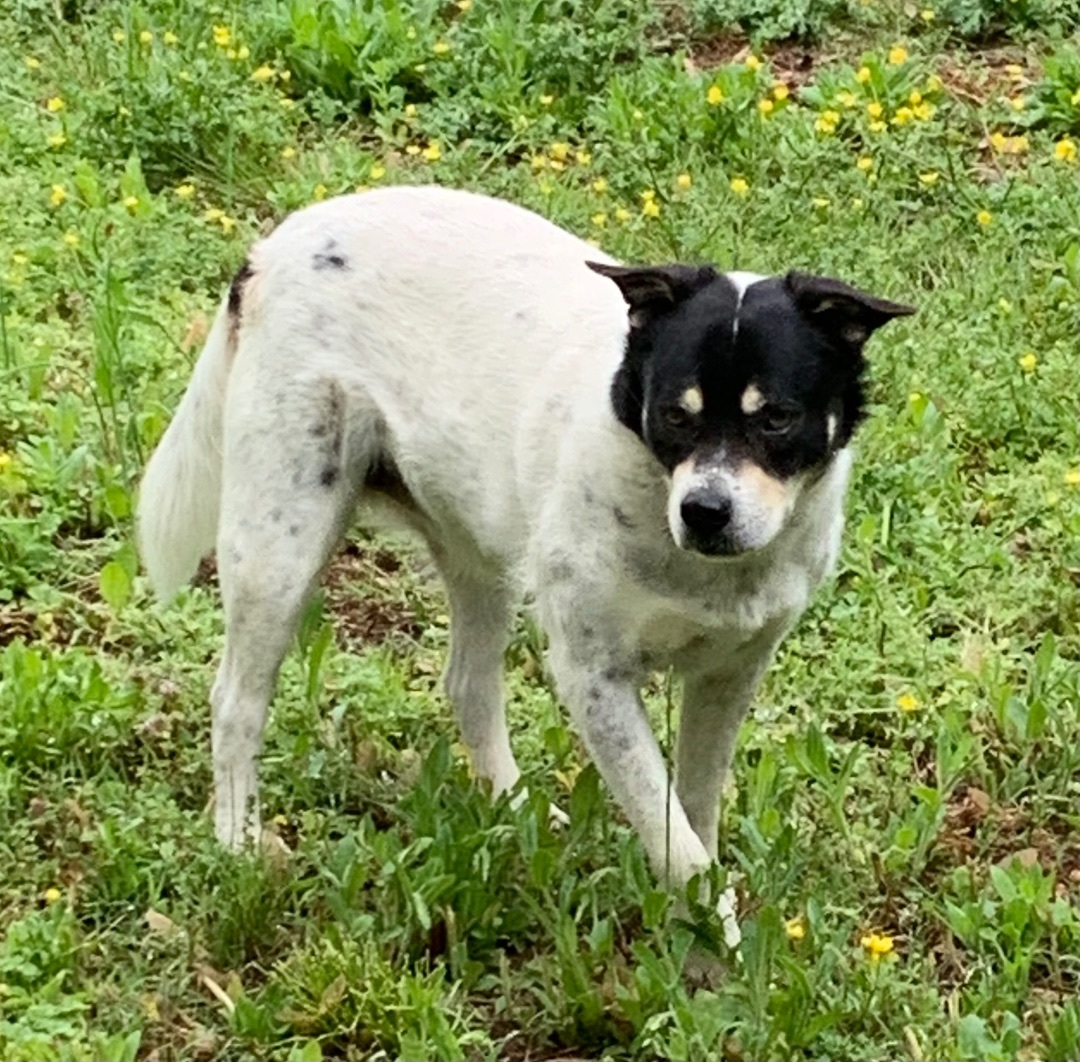 Gabriel, an adoptable Terrier in Dresden, TN, 38225 | Photo Image 1