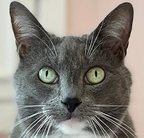 Poppy, an adoptable Domestic Short Hair in Charles Town, WV, 25414 | Photo Image 1