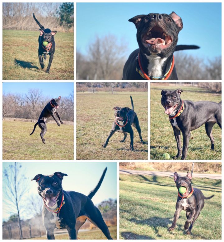Poppy--Sponsored Adoption Fee!, an adopted Pit Bull Terrier & American Staffordshire Terrier Mix in Chicago, IL_image-3