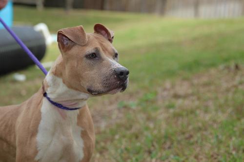 Winter, an adopted Pit Bull Terrier & Labrador Retriever Mix in Winter Park, FL_image-2