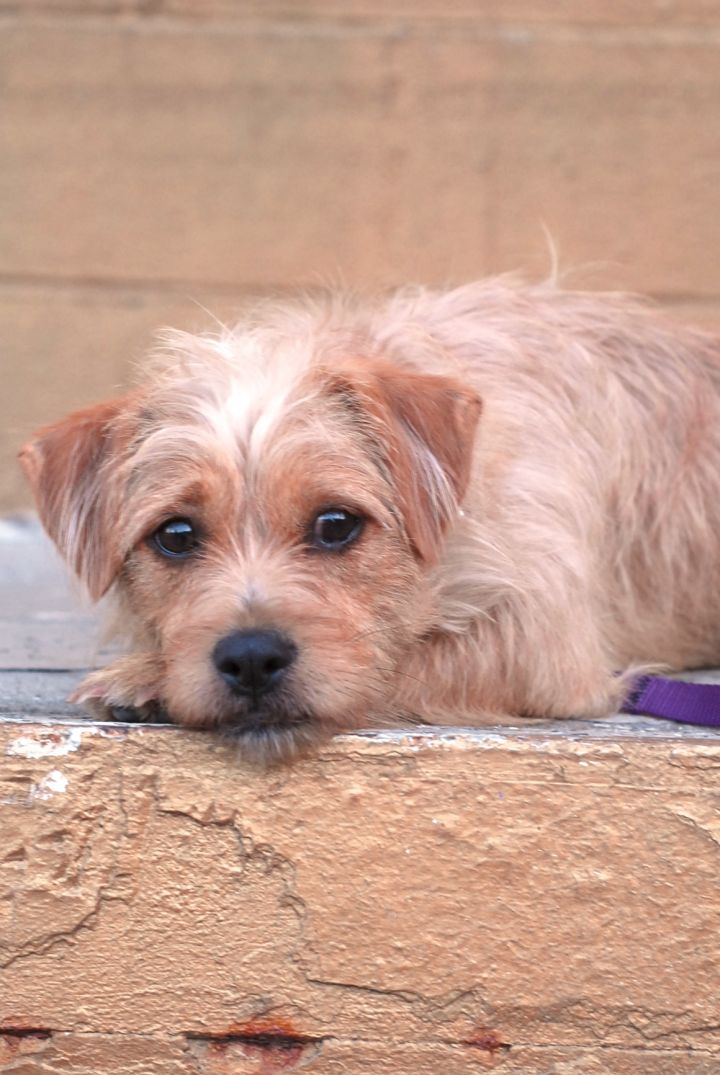 Annie, an adopted Cairn Terrier & West Highland White Terrier / Westie Mix in Los Angeles, CA_image-2