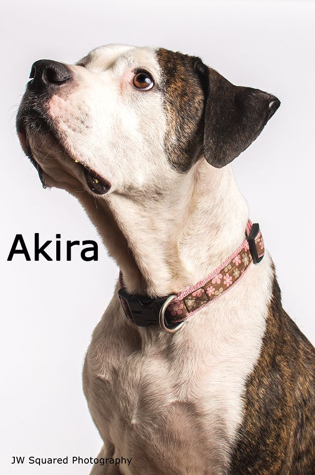 Akira - Adopted 06/21/2014 2
