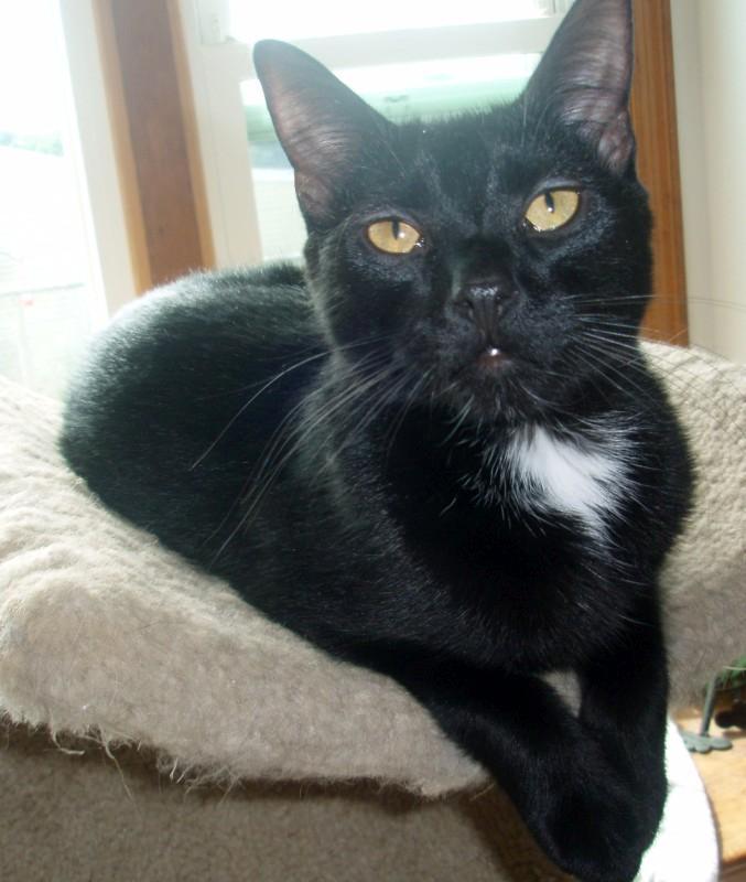Haley, an adopted Domestic Short Hair & Tuxedo Mix in Germansville, PA_image-1