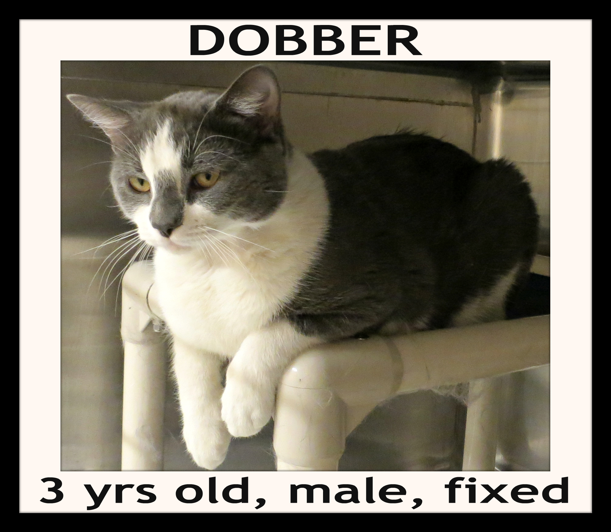 Dobber 34 60 To Adopt detail page
