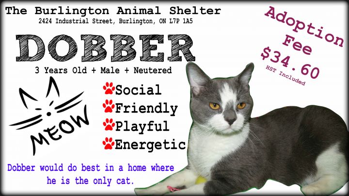 Dobber  $34.60 to adopt! 2