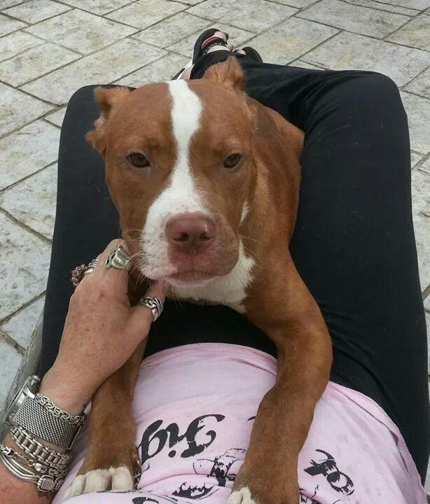 HamBurger, an adoptable Pit Bull Terrier & Boxer Mix in West Palm Beach, FL_image-1