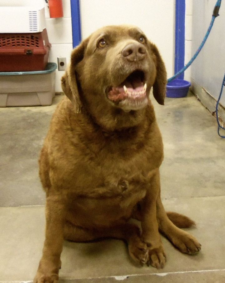 Luella, an adopted Chesapeake Bay Retriever in Melbourne, KY_image-2