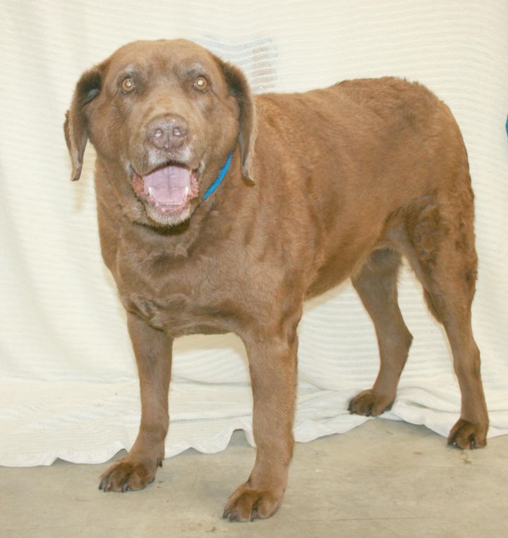 Luella, an adopted Chesapeake Bay Retriever in Melbourne, KY_image-1