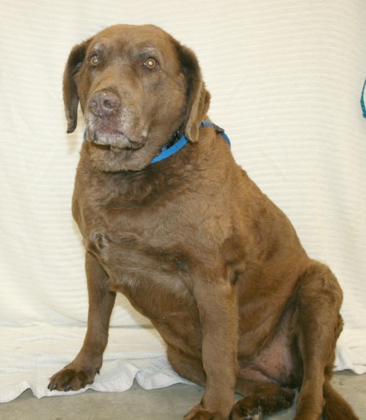 Luella, an adopted Chesapeake Bay Retriever in Melbourne, KY_image-3