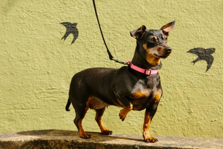 Molly, an adopted Dachshund Mix in Portland, OR_image-1
