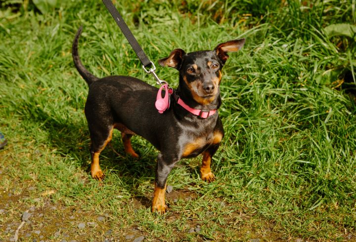 Molly, an adopted Dachshund Mix in Portland, OR_image-3