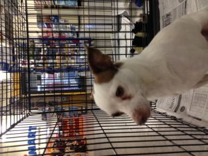Dog for adoption - Leo, a Chihuahua & Terrier Mix in ...