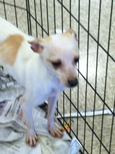 Toby, an adoptable Toy Fox Terrier, Chihuahua in Fresno, CA, 93720 | Photo Image 1