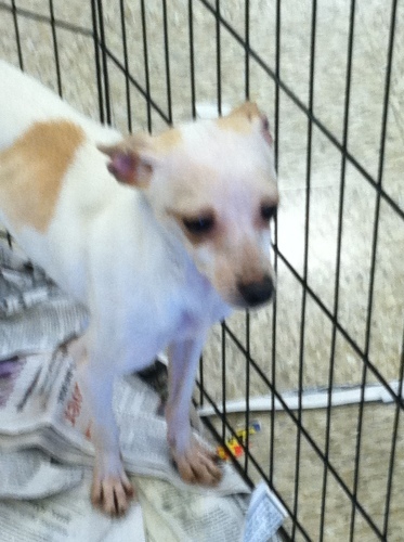 Fox terrier and chihuahua hot sale mix