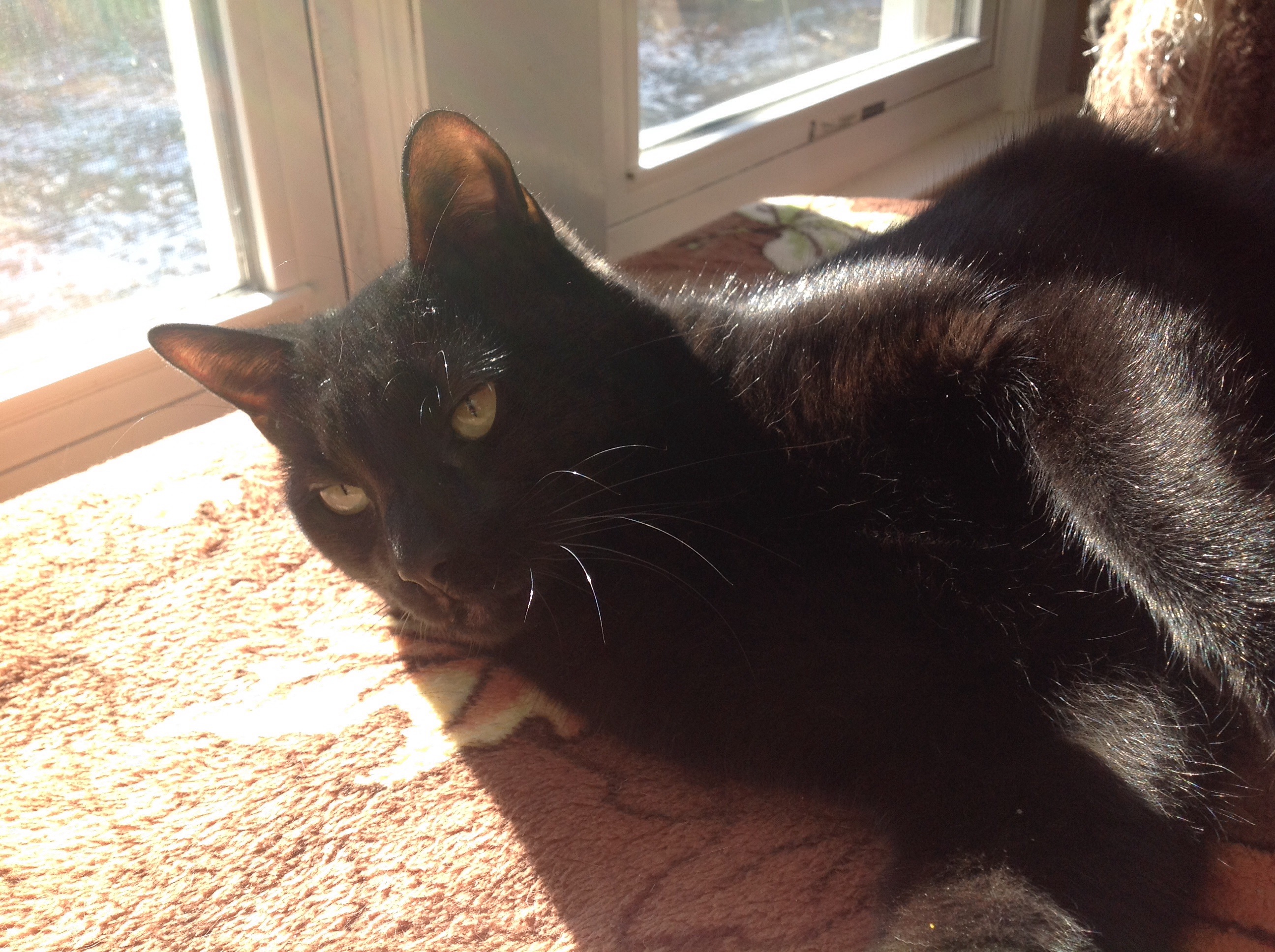 Sundae, an adoptable Domestic Short Hair in Point Pleasant, NJ, 08742 | Photo Image 1