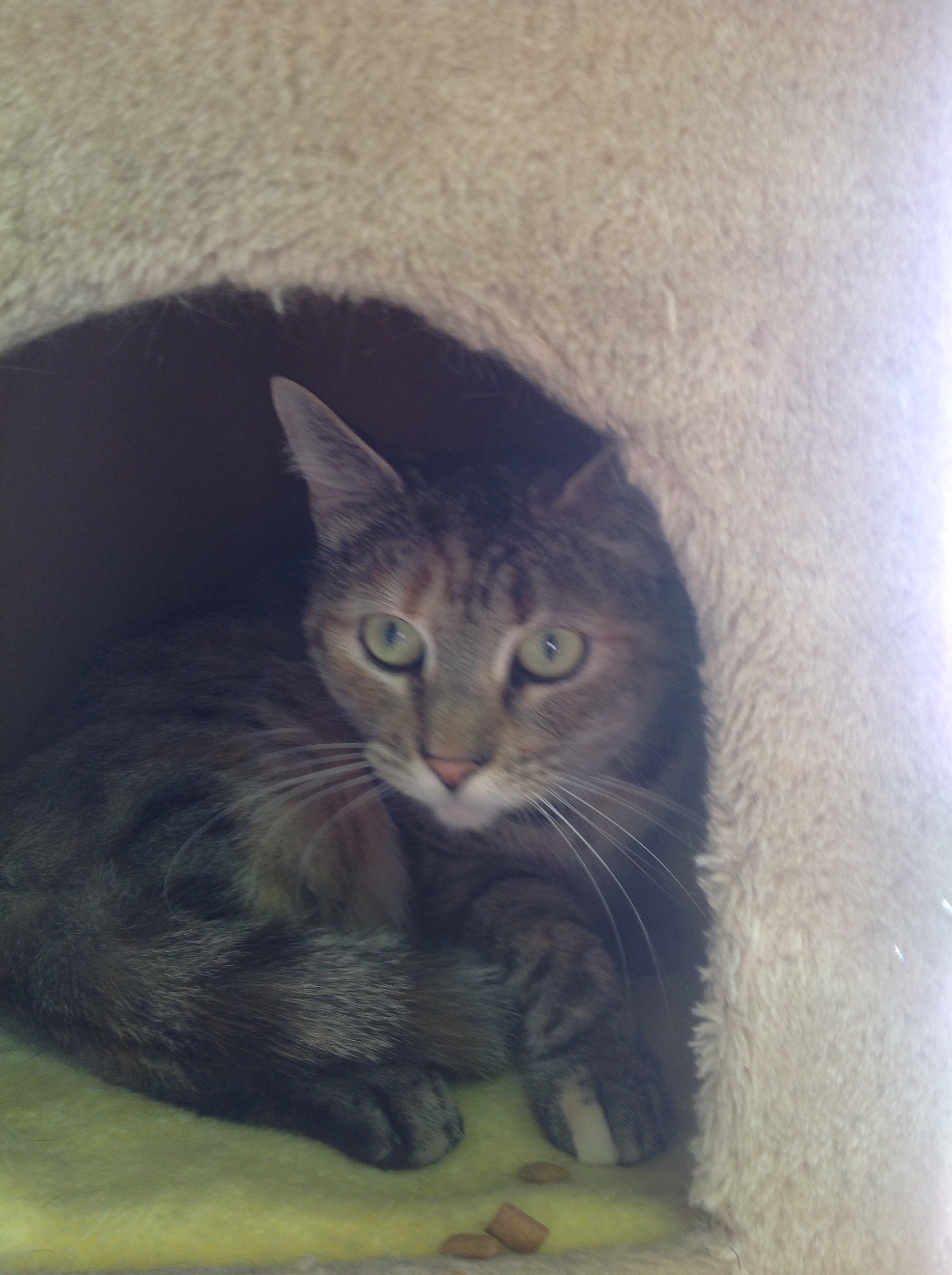 Seraphina, an adoptable Dilute Tortoiseshell in Point Pleasant, NJ, 08742 | Photo Image 1