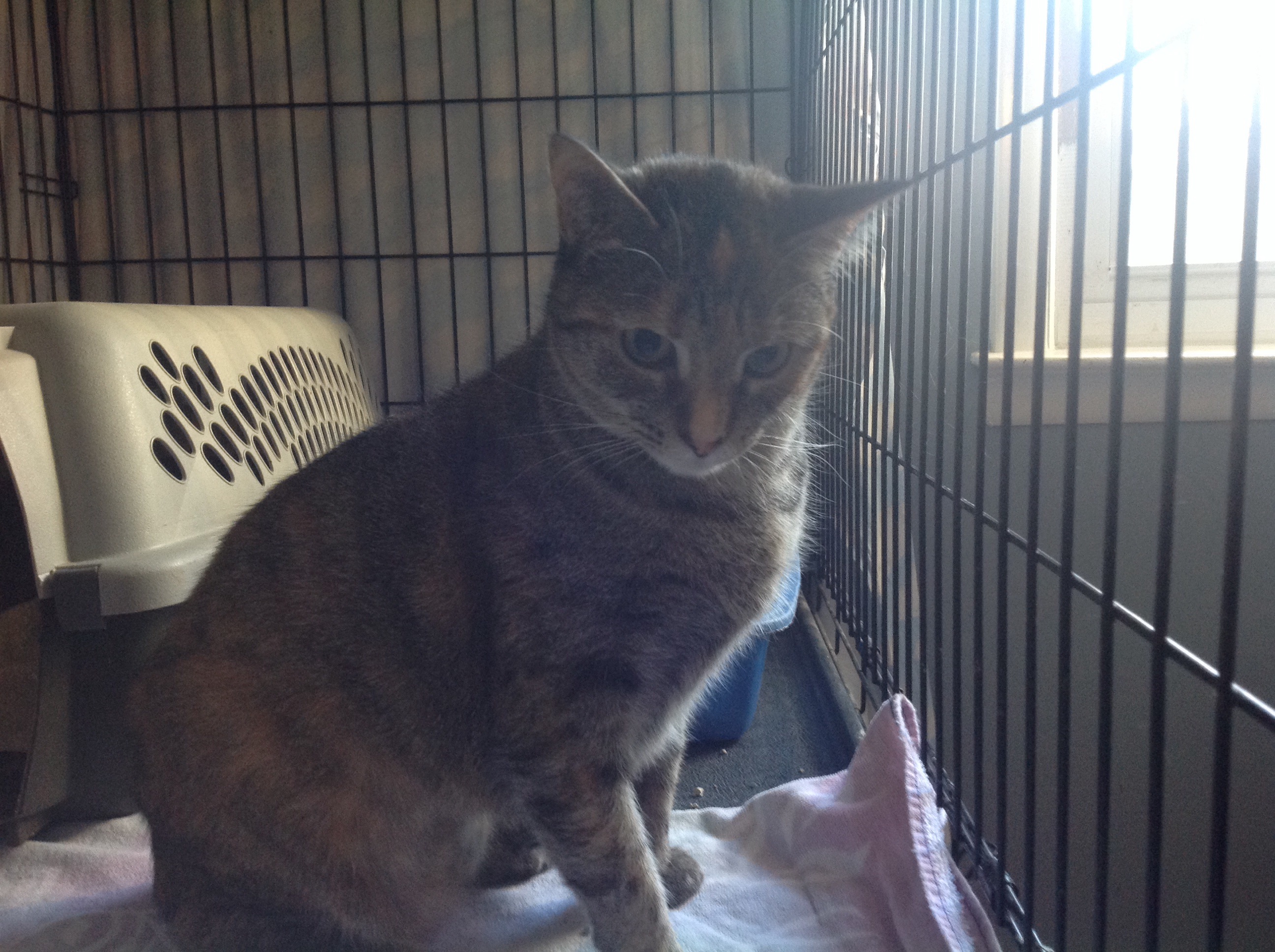 Diamond, an adoptable Dilute Tortoiseshell in Point Pleasant, NJ, 08742 | Photo Image 3