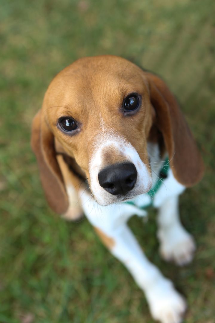 Lab beagles hot sale for adoption