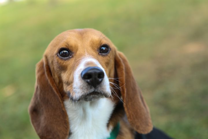 Retired Research Beagles! 3