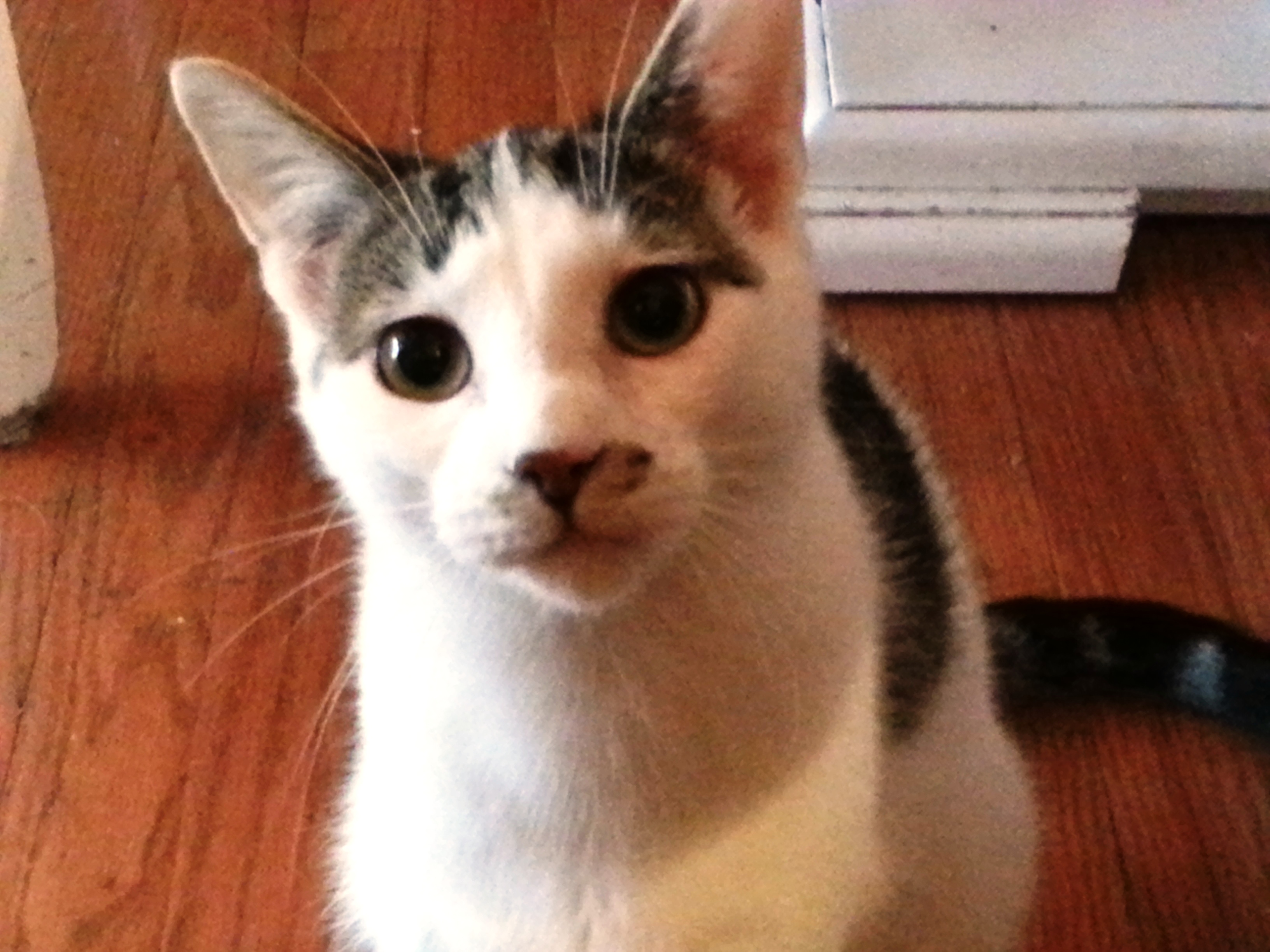 Dr. Sheldon Cooper - Semi Feral, an adoptable American Shorthair in Bloomingdale, IL, 60108 | Photo Image 1