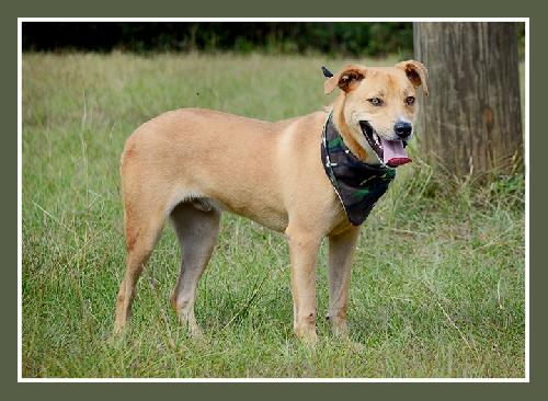 Carson, an adoptable Retriever, American Bulldog in Americus, GA, 31709 | Photo Image 1
