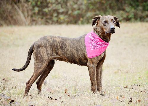 Bumble, an adoptable Dutch Shepherd, American Bulldog in Americus, GA, 31709 | Photo Image 1