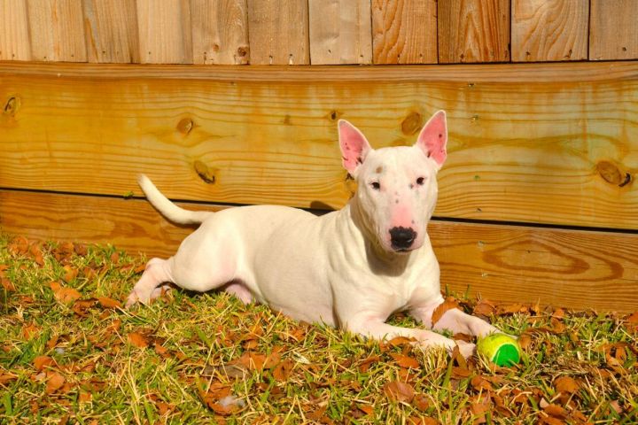 Bingo, an adopted Bull Terrier in Sugar Land, TX_image-1