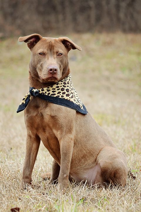 Donna, an adoptable American Bulldog in Americus, GA, 31709 | Photo Image 1